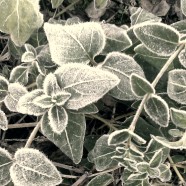 Frosty Night