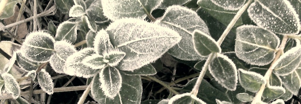 Frosty Night