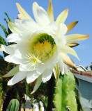 Cactus Flower