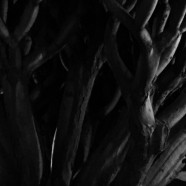 Dark Shadows