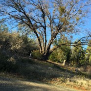 The Tree