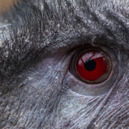 The Sanguine Eye