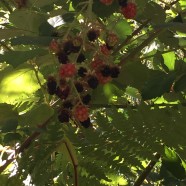 Blackberries and Apple Cider